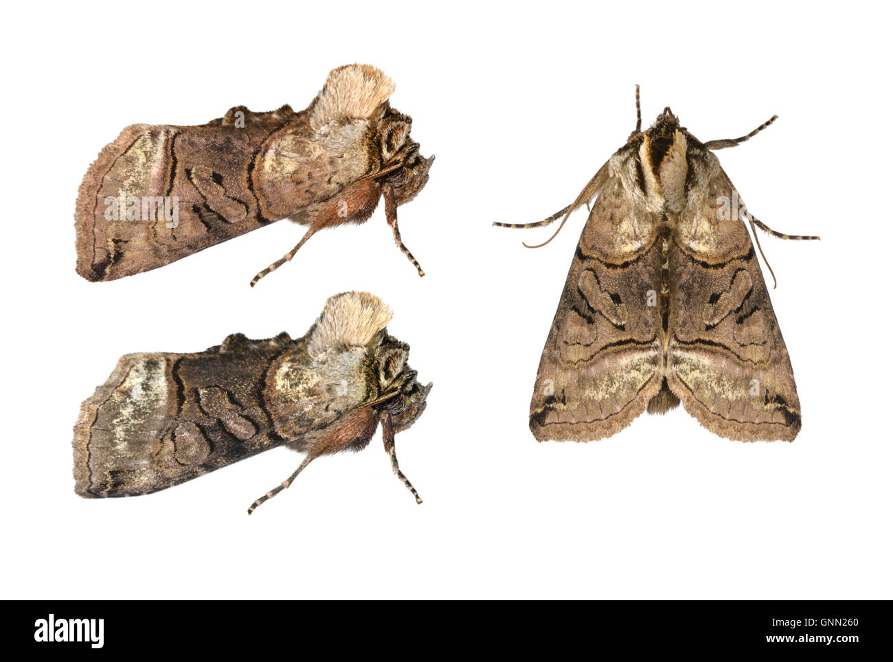 Spectacle Moth Spectacle moth hi-res stock photography and images - Alamy