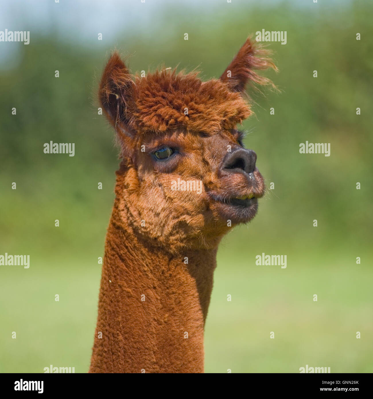 alpaca Stock Photo