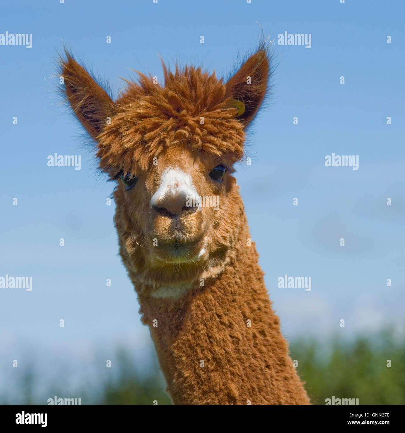 male alpaca Stock Photo