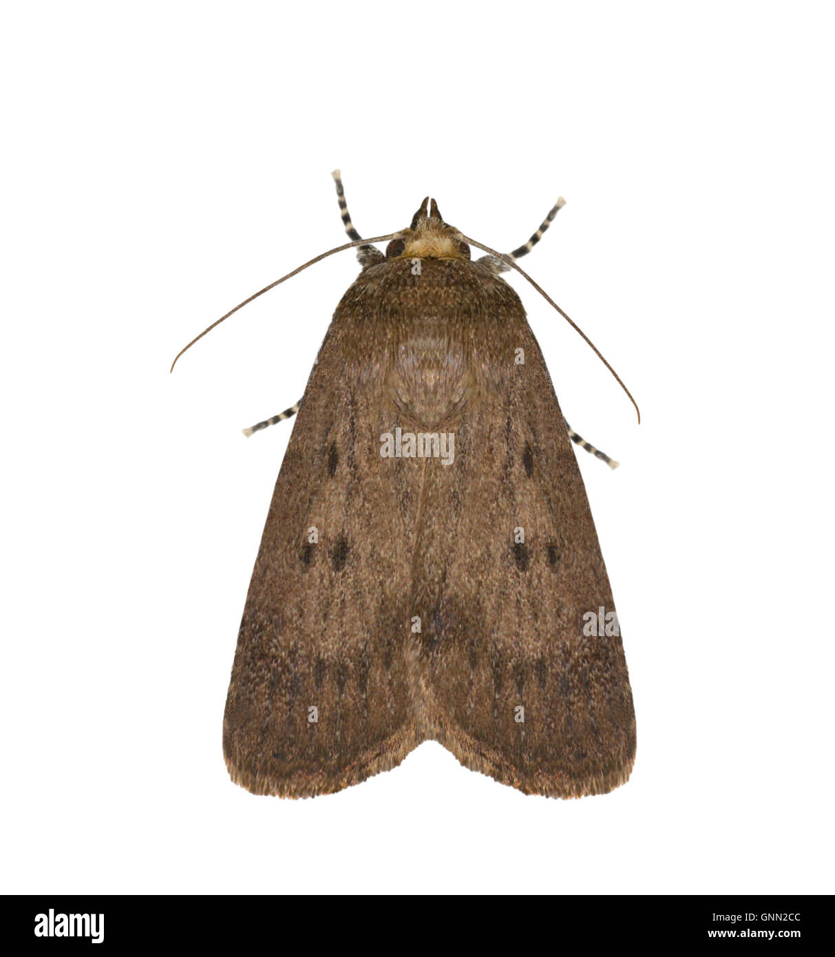 73.064 (2299) Mouse Moth Amphipyra tragopoginis Stock Photo Alamy