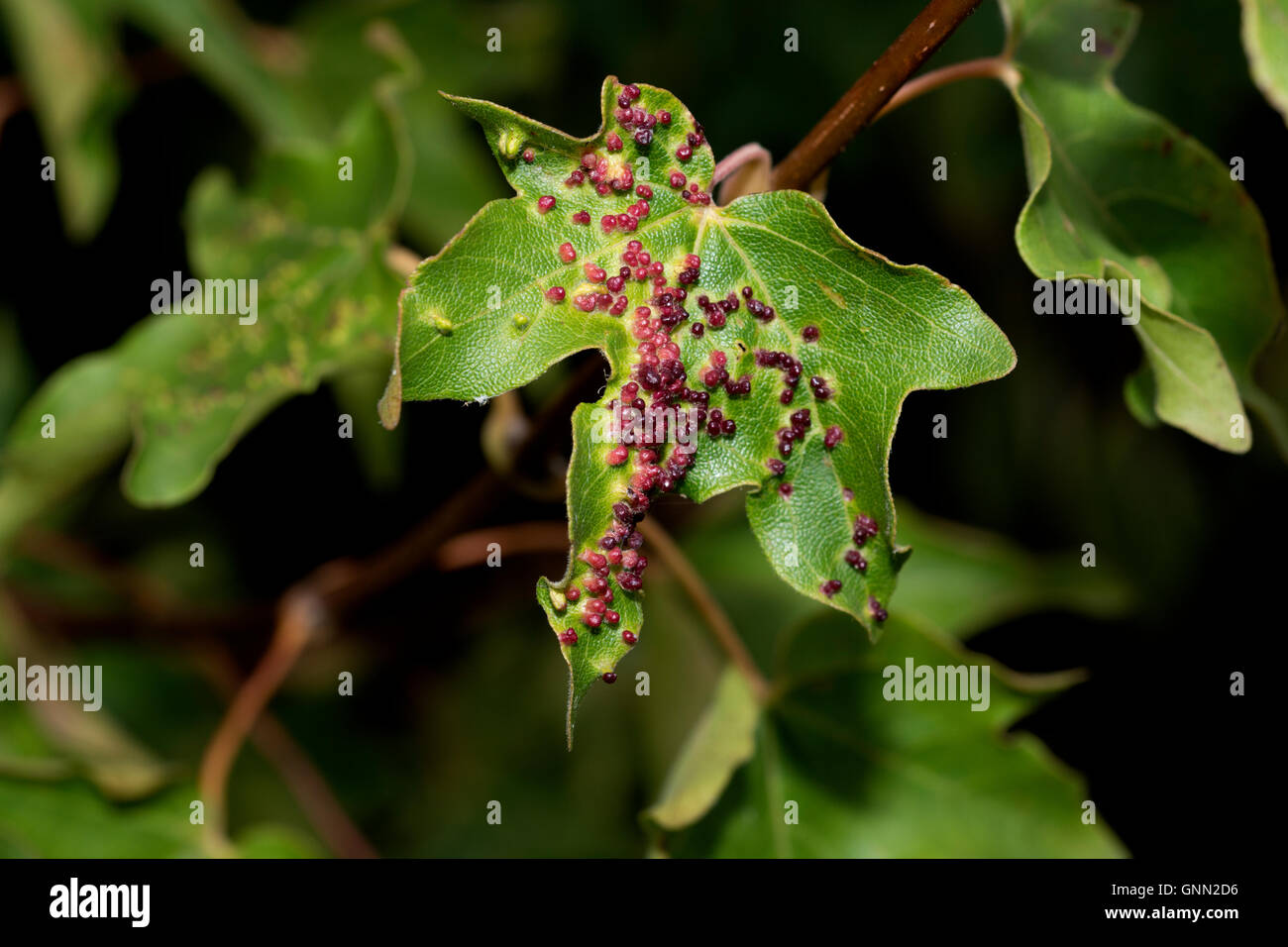 Red Pustule Gall Mite on Field Maple Stock Photo