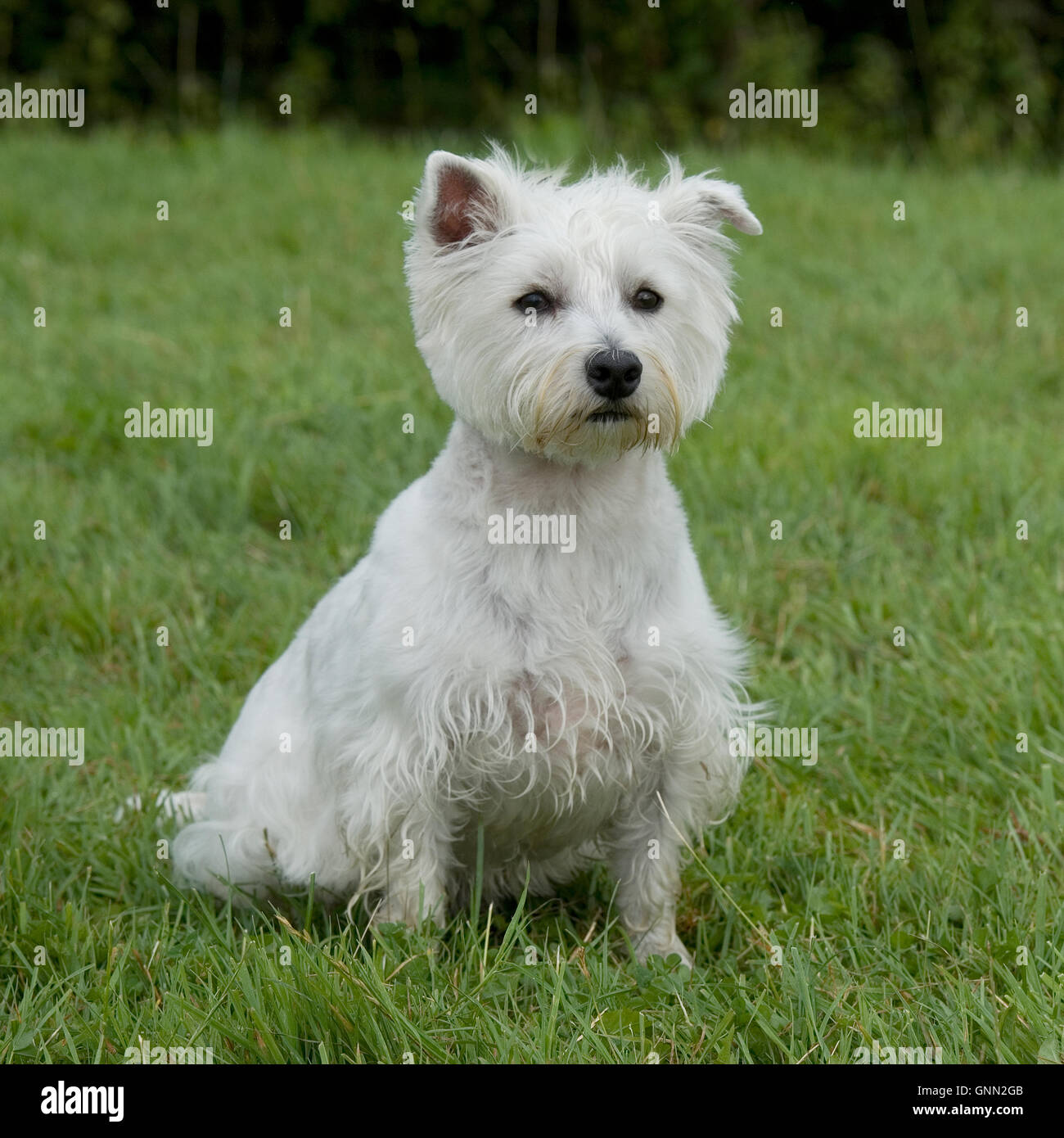 west highland white terrier Stock Photo Alamy