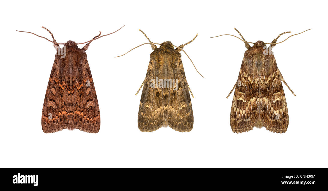 73 167 High Resolution Stock Photography And Images Alamy