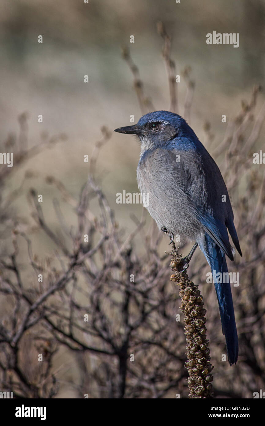 blue bird sitting on a twig Stock Photo