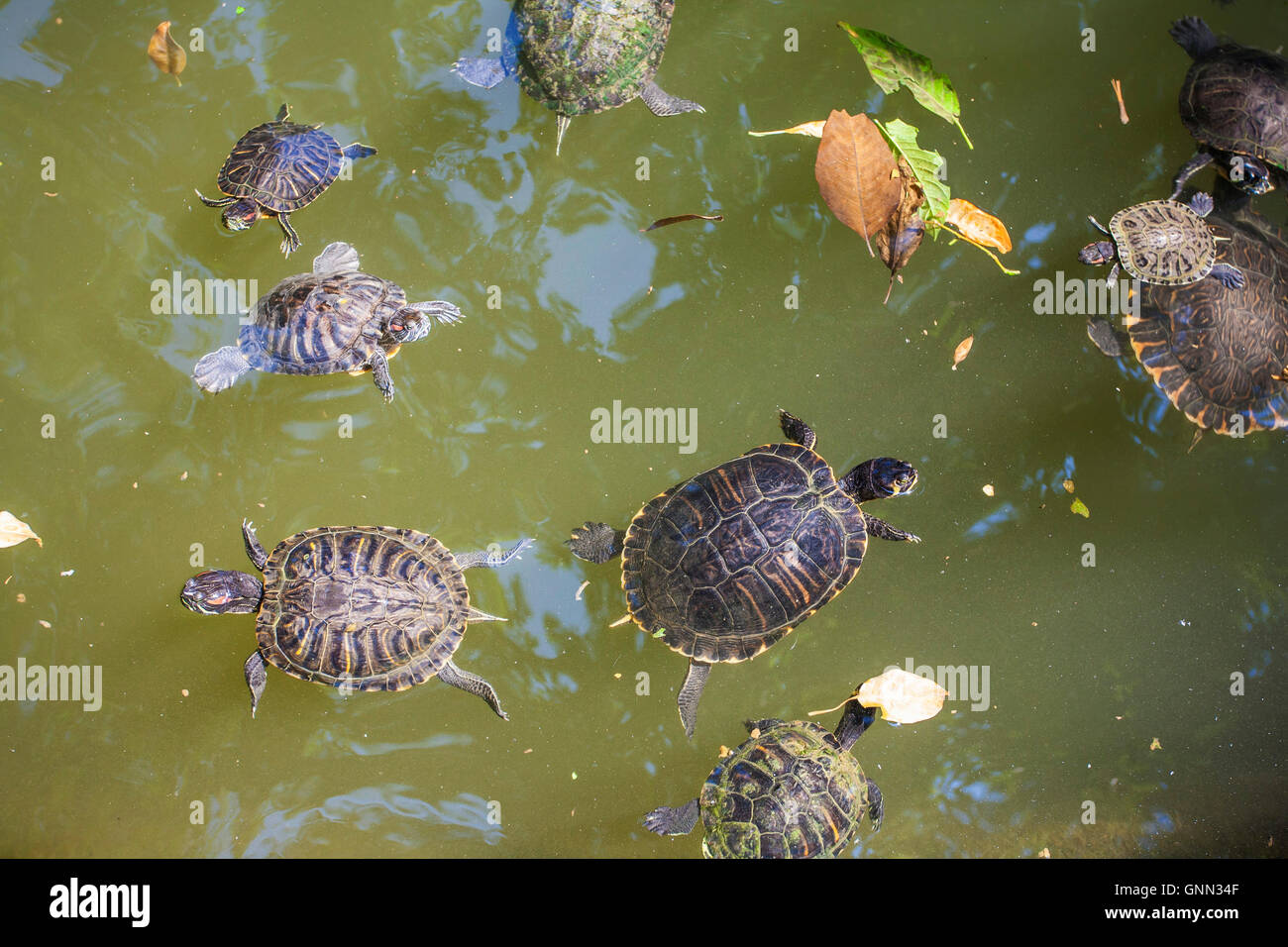 Red-eared slider Turtles in lake (Red-eared slider - Trachemys scripta ...