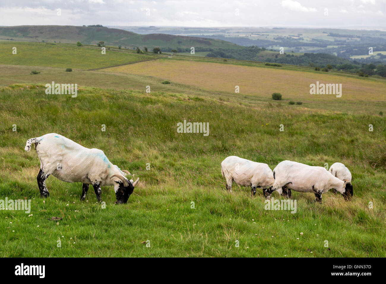 Northumberland,  England, UK.  Sheep Grazing along the Hadrian's Wall (Pennine Way) Footpath. Stock Photo