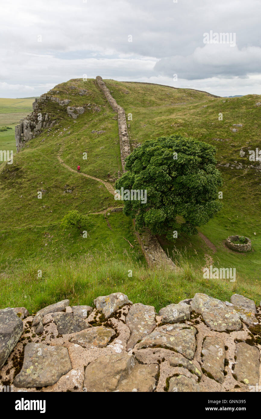 Northumberland,  England, UK.  Looking Down on Sycamore Gap from Hadrian's Wall (Pennine Way) Footpath. Stock Photo