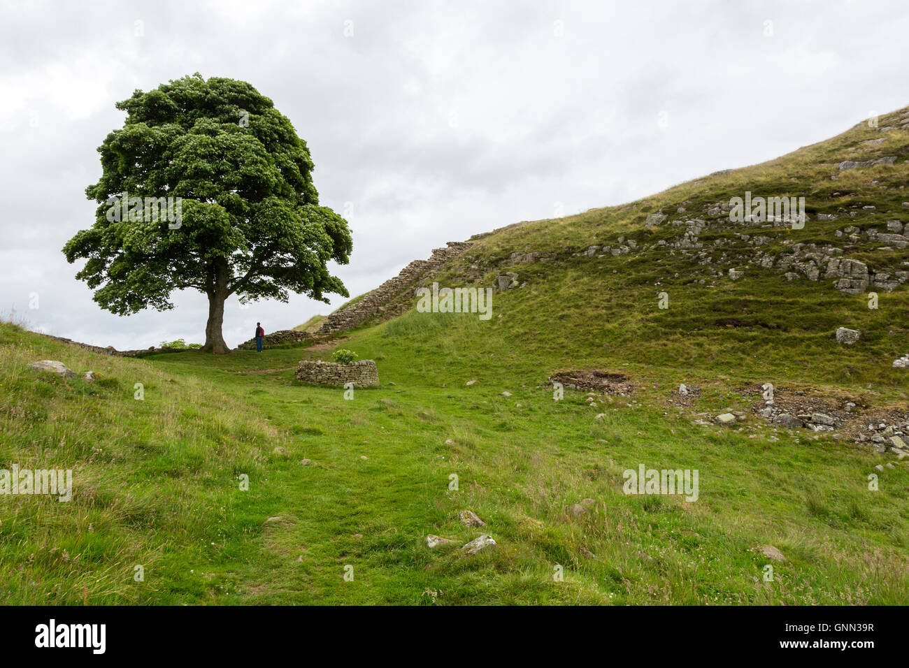 Northumberland,  England, UK.  Sycamore Gap on Hadrian's Wall (Pennine Way) Footpath. Stock Photo