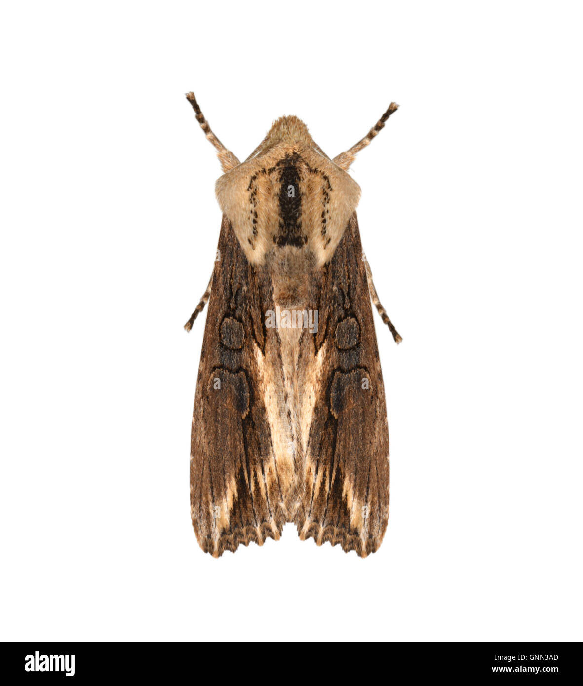 Egira conspicillaris hires stock photography and images Alamy