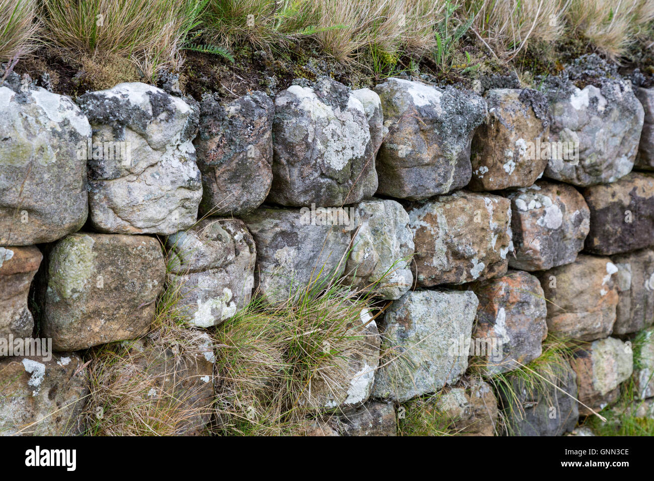 Northumberland,  England, UK.  Hadrian's Wall Stonework, Wild Grasses Growing on Top, Between Steel Rigg and Housesteads. Stock Photo