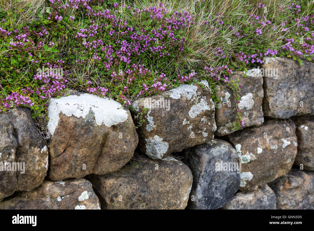 Creeping thyme hires stock photography and images Alamy