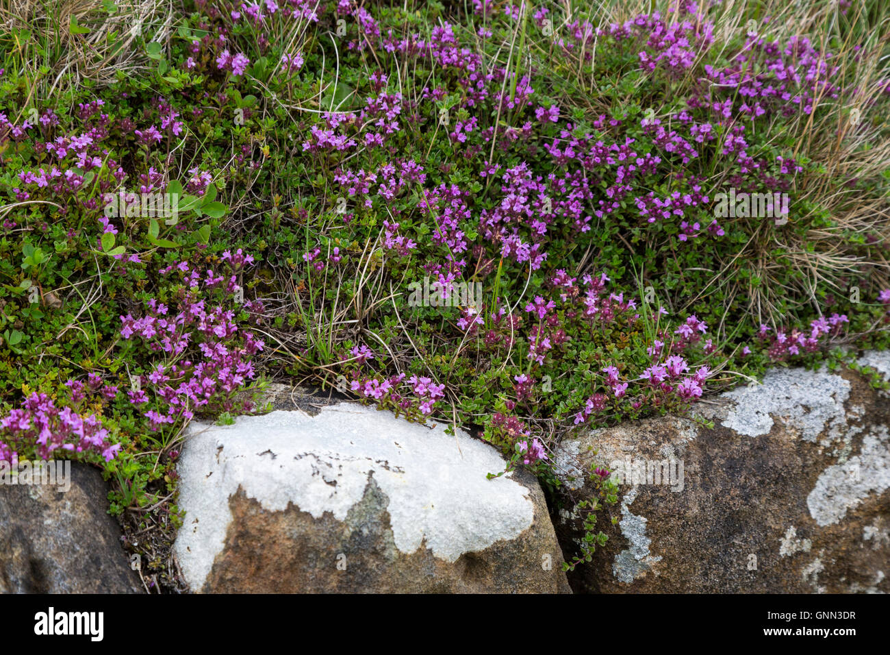 Northumberland, England, UK. Creeping Thyme Growing on Hadrian's Wall