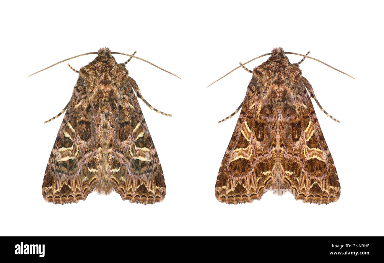 Moths white background hi-res stock photography and images - Alamy