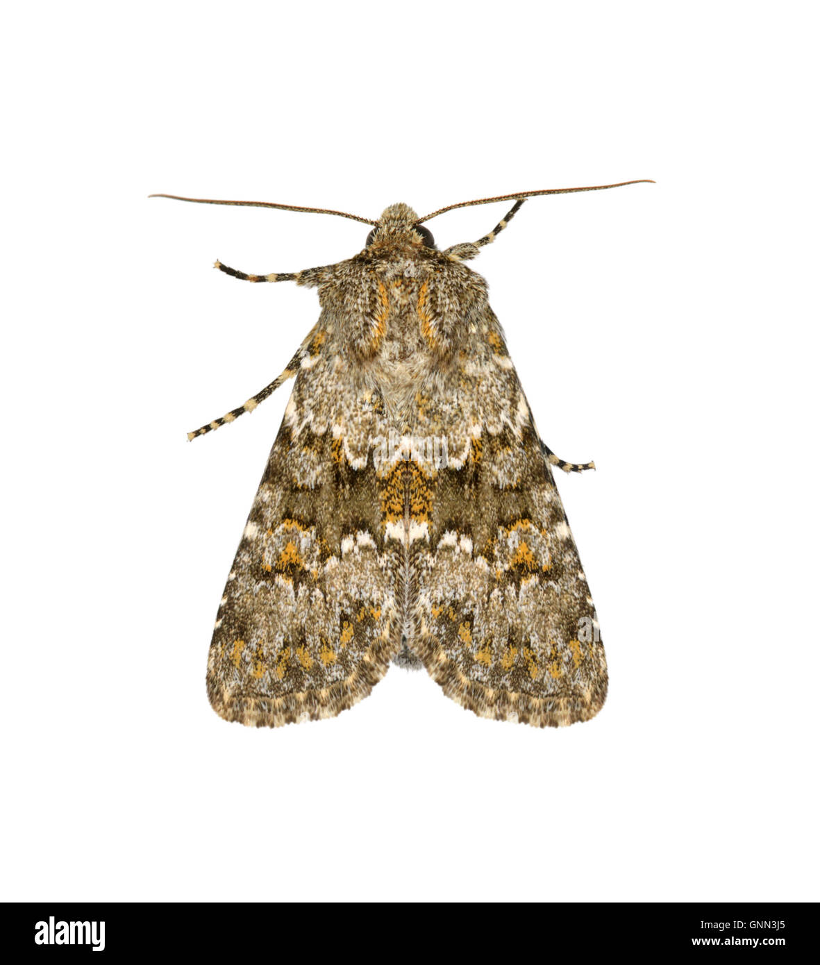 Very small invertebrate Cut Out Stock Images & Pictures - Alamy