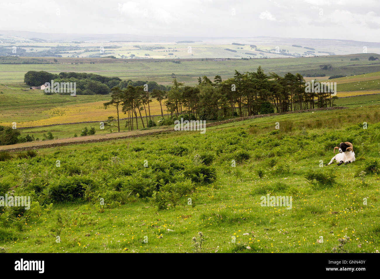 Northumberland, England, UK.Sheep Resting in Field along Hadrian's Wall Footpath. Stock Photo