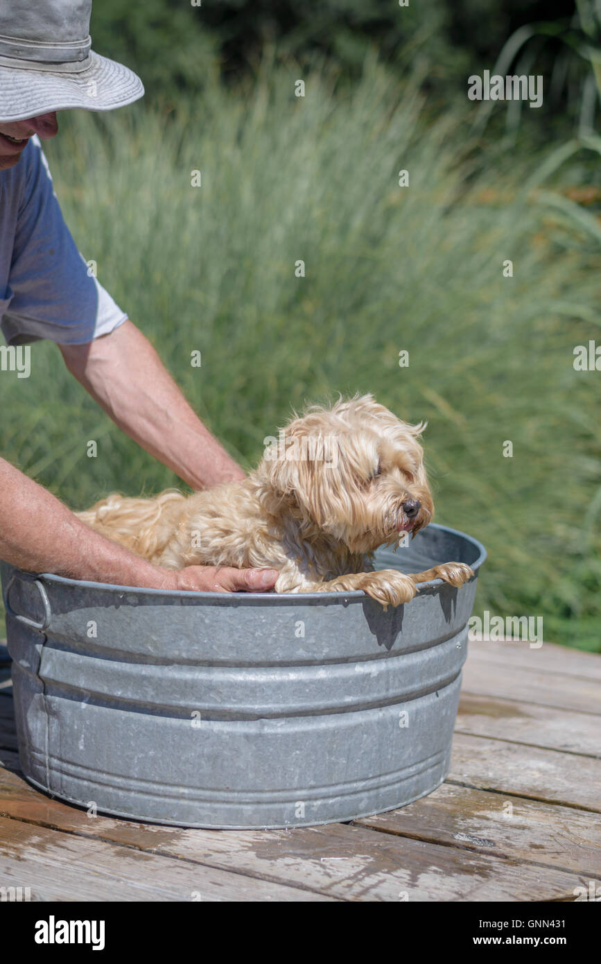 Dog In Bucket High Resolution Stock Photography and Images Alamy