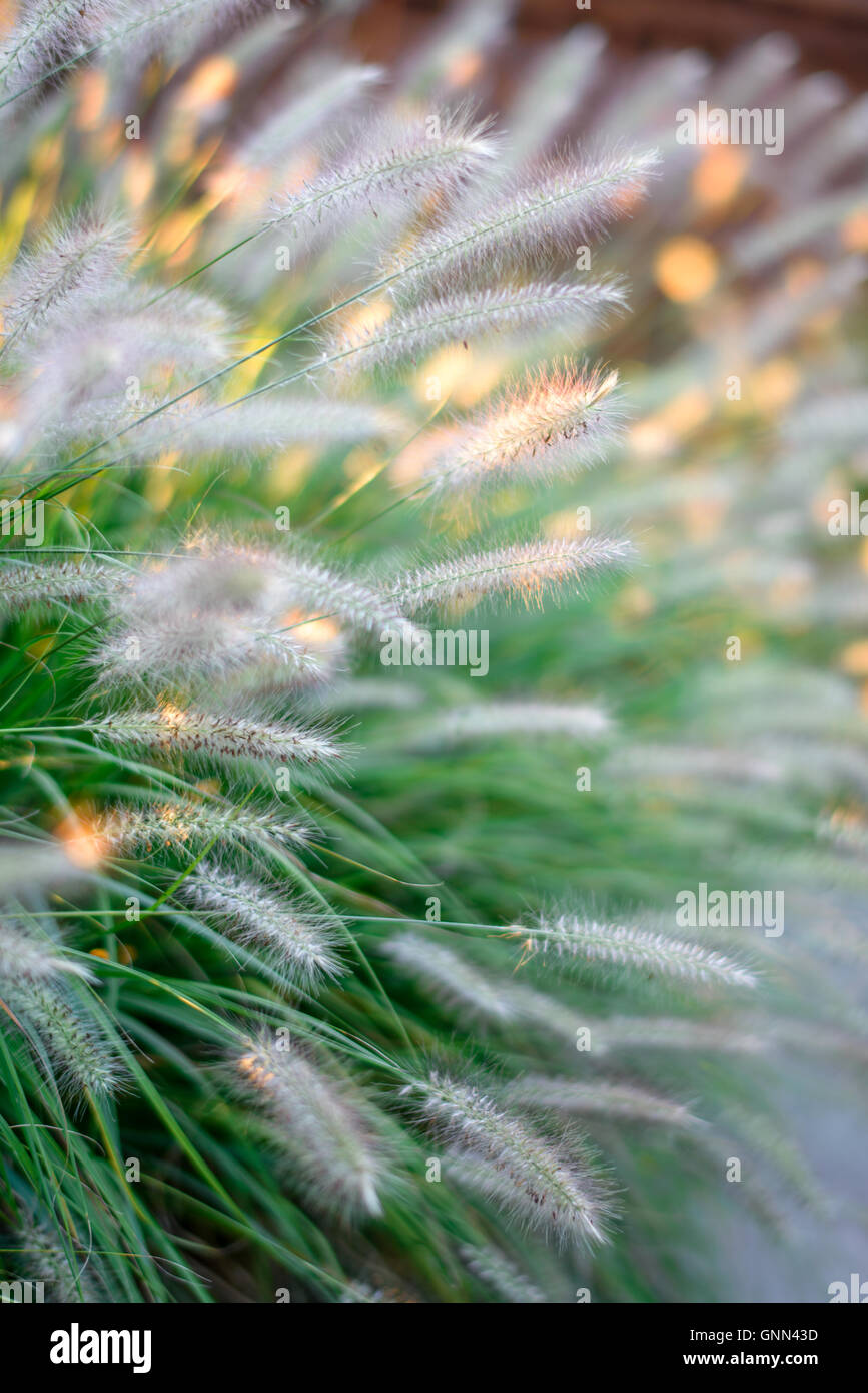 Soft focus grasses with dappled sunlit Stock Photo