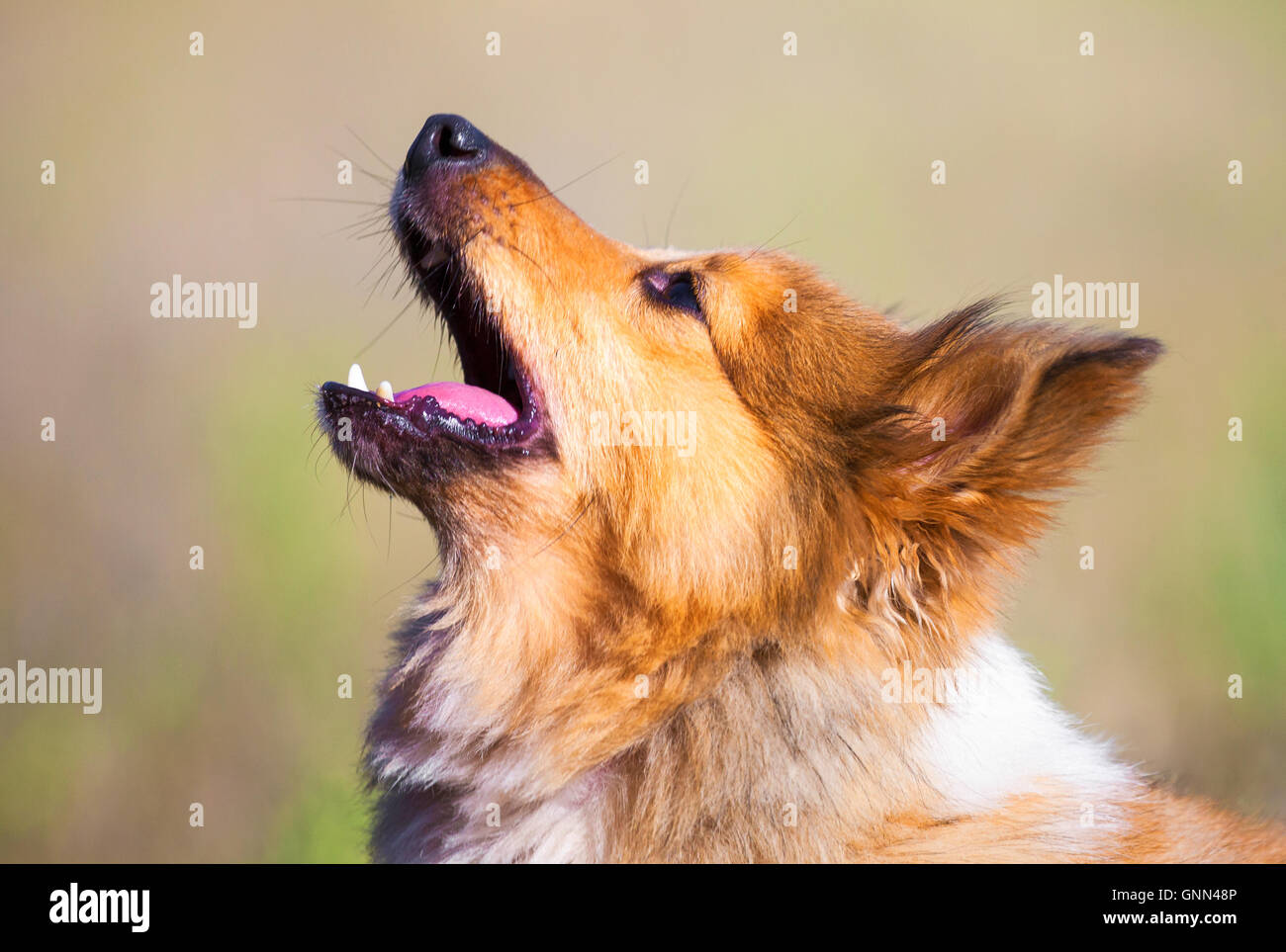 Shetland sheepdog barking cheap