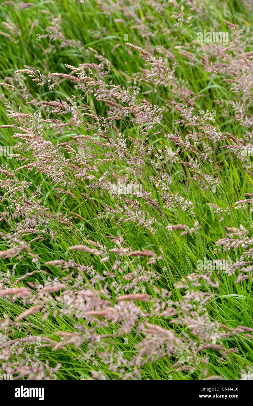 Northumberland, England, UK.  Wild Grasses Growing in Field alongside Hadrian's Wall Footpath. Stock Photo