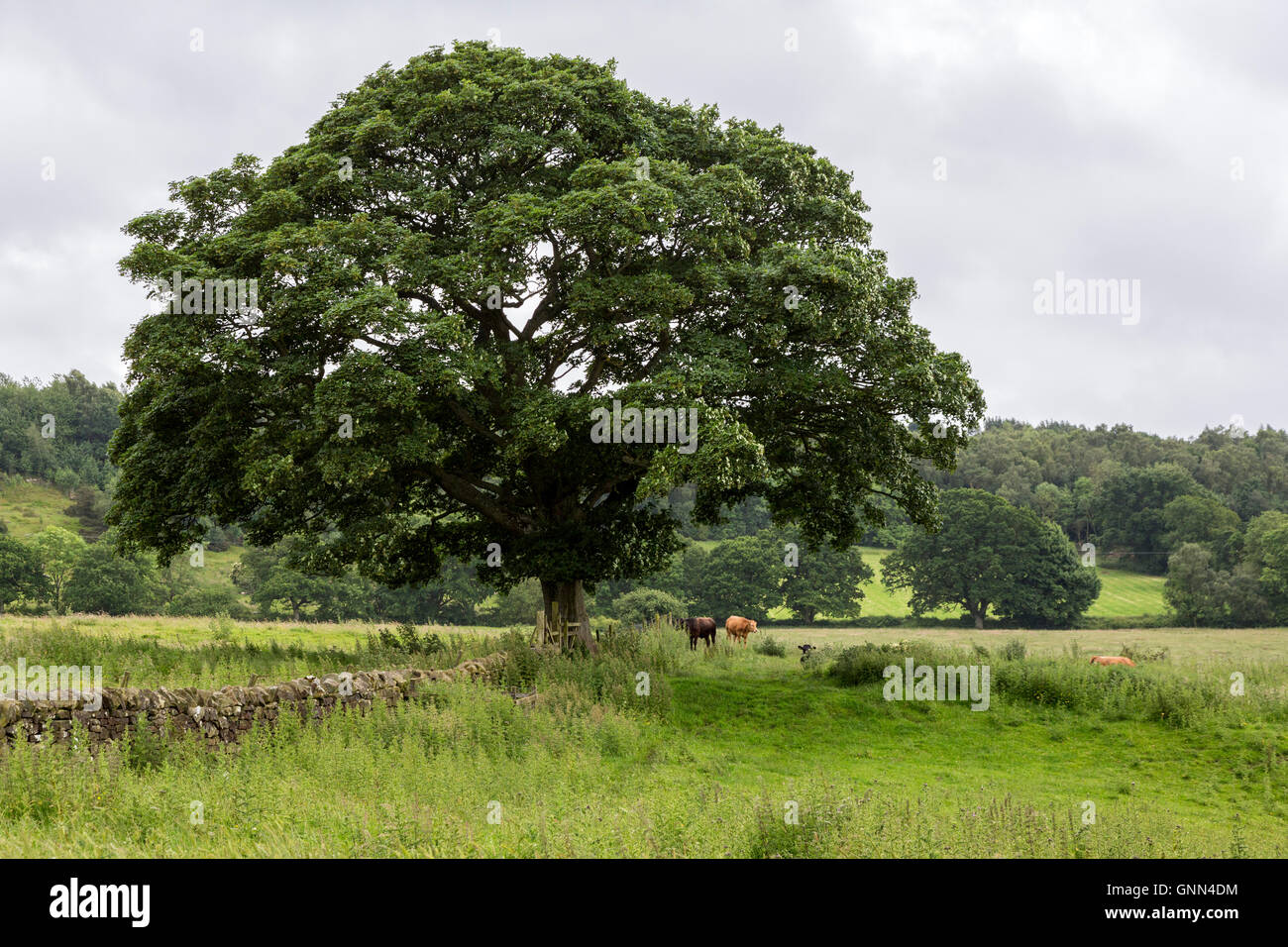 Northumberland, England, UK.  Tree in Field along Hadrian's Wall Footpath, near Chollerford. Stock Photo