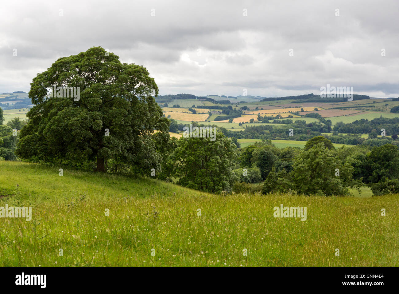 Northumberland, England, UK.  English Countryside as seen from Hadrian's Wall Footpath near Chollerford. Stock Photo