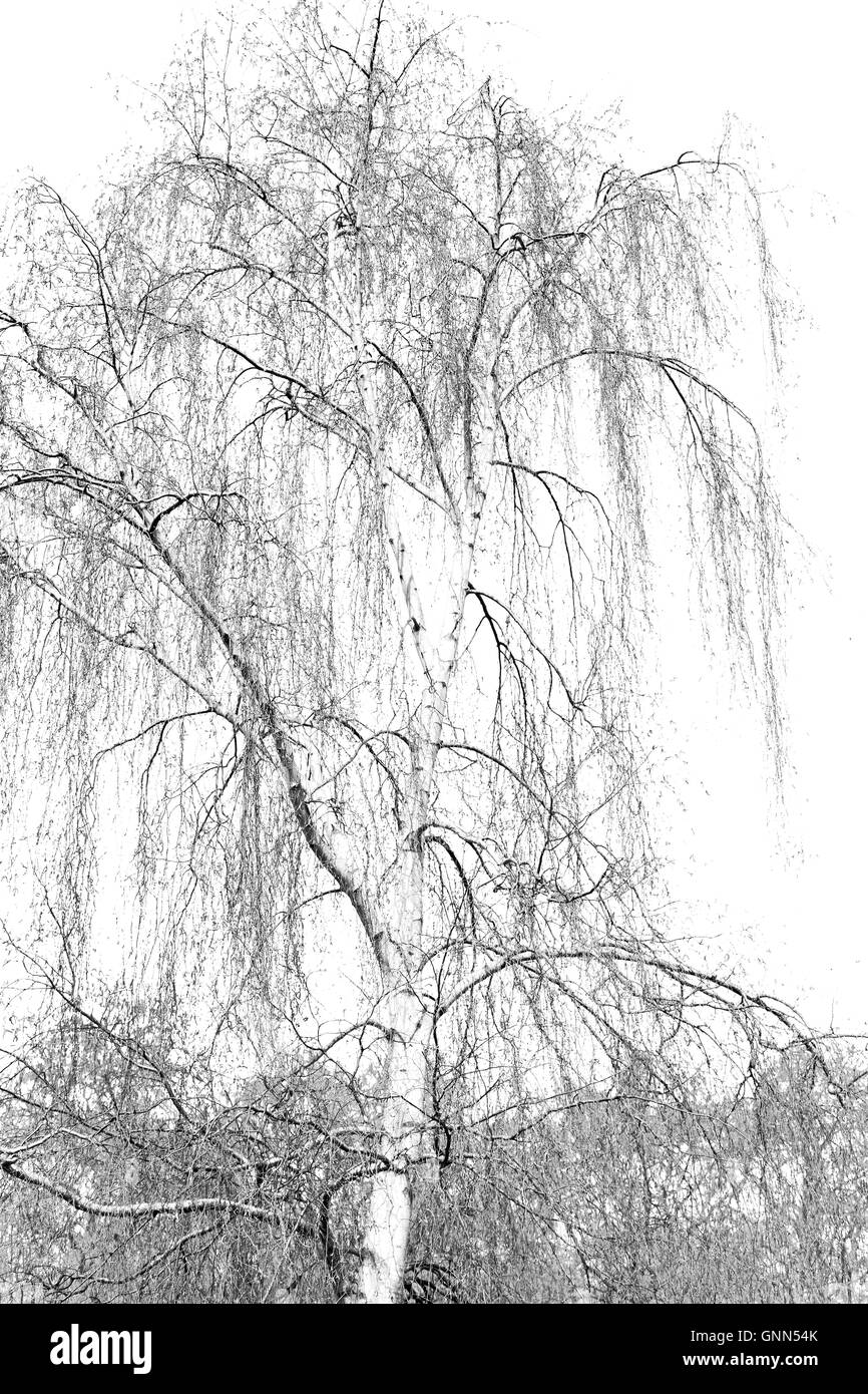 Weeping willow Black and White Stock Photos & Images Alamy