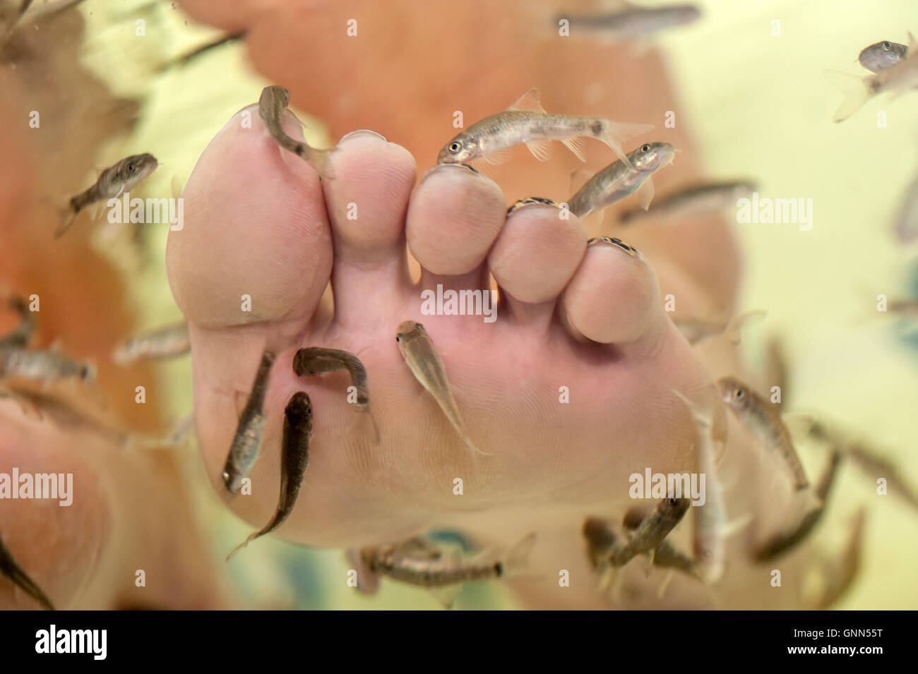 Garra Rufa fish, or doctor fish, nibble at a customer's feet in a tank