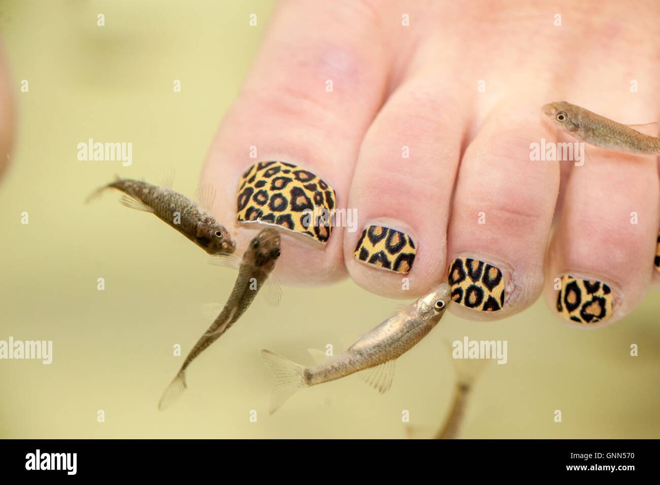 Garra Rufa fish, or doctor fish, nibble at a customer's feet in a tank in Brighton, in an exfoliation process. Stock Photo