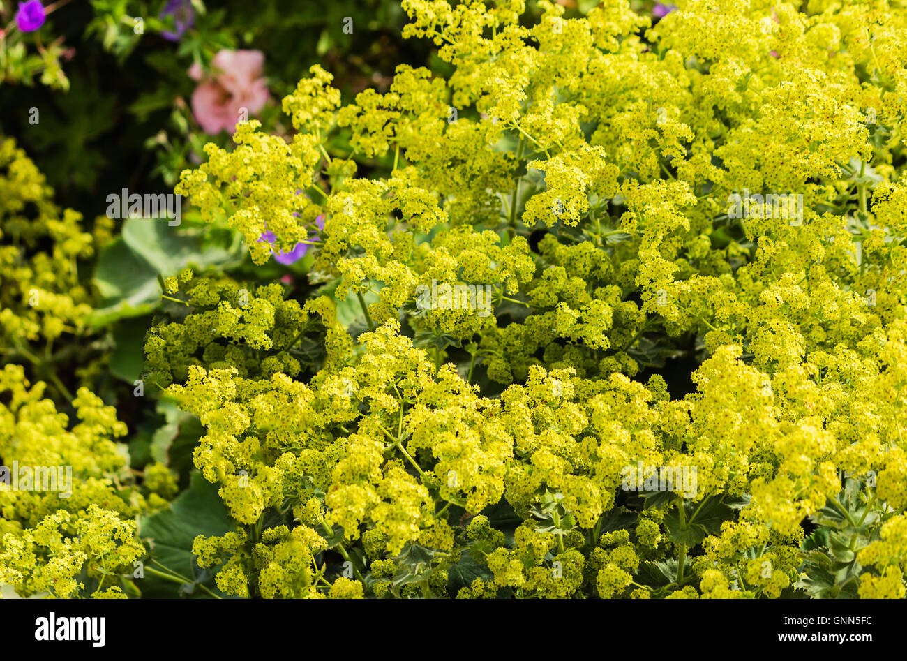 Lady's mantle (Alchemilla mollis) Stock Photo