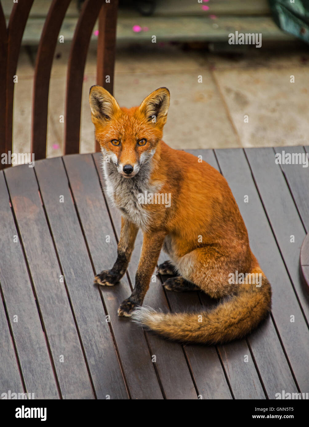 Vulpes vulpes (Red Fox) on domestic patio table. Stock Photo