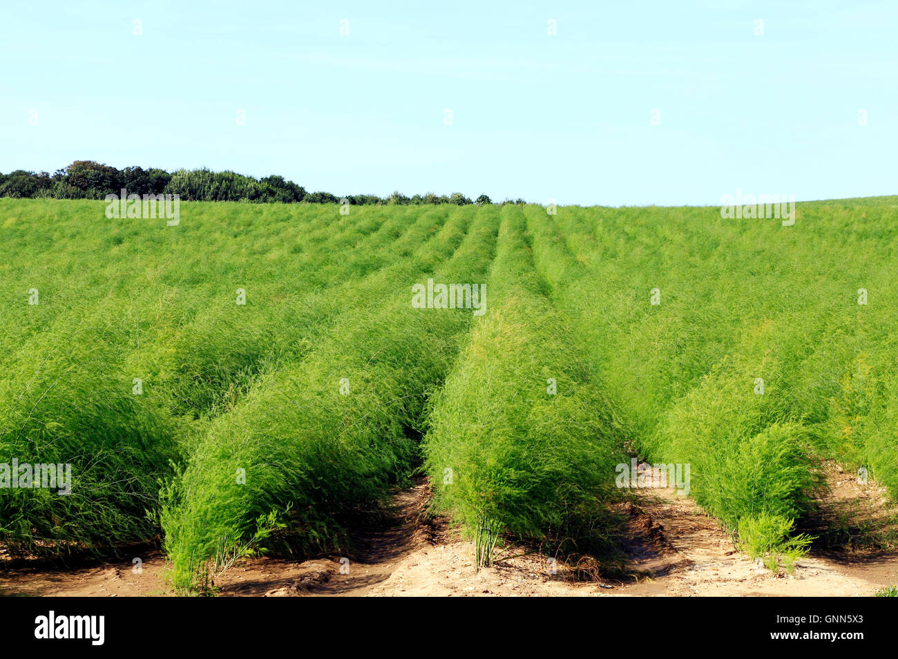 Asparagus, agricultural commercial field crop, Thornham Norfolk England