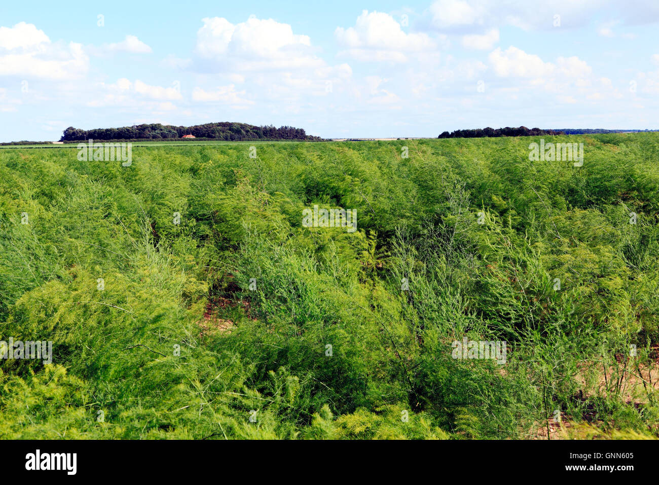 Asparagus, agricultural commercial field crop, Thornham Norfolk England