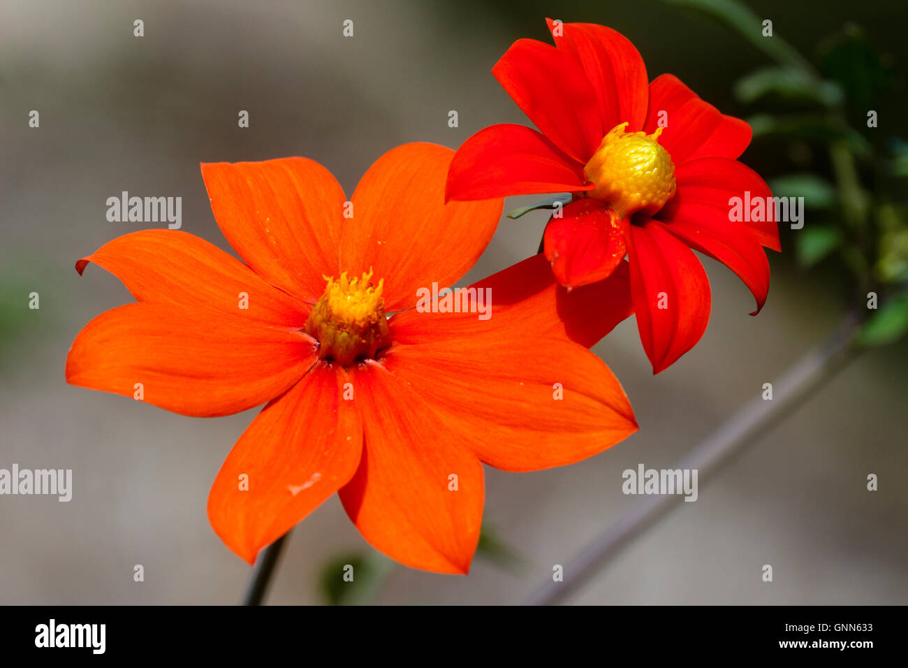 Intense red-orange late summer flowers of the Mexican species Dahlia coccinea var. palmeri Stock Photo