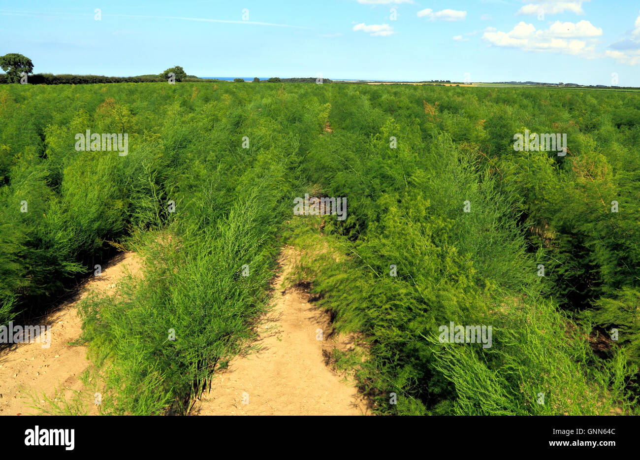 Asparagus, agricultural commercial field crop, Thornham Norfolk England