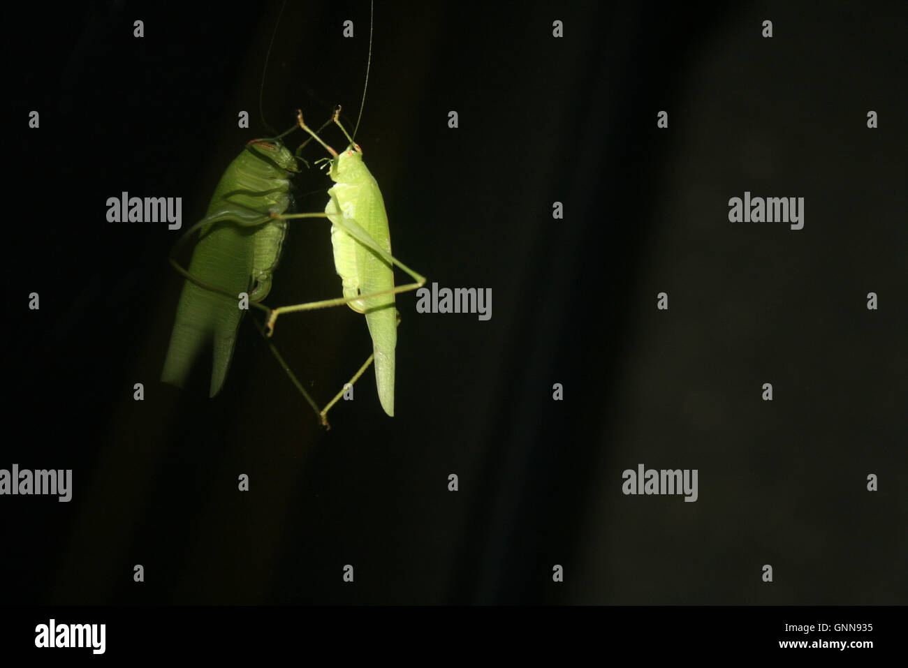 Grasshopper Self Reflection Stock Photo