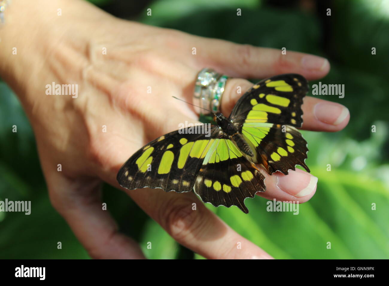 Malachite butterfly on female hand with diamond ring. Stock Photo