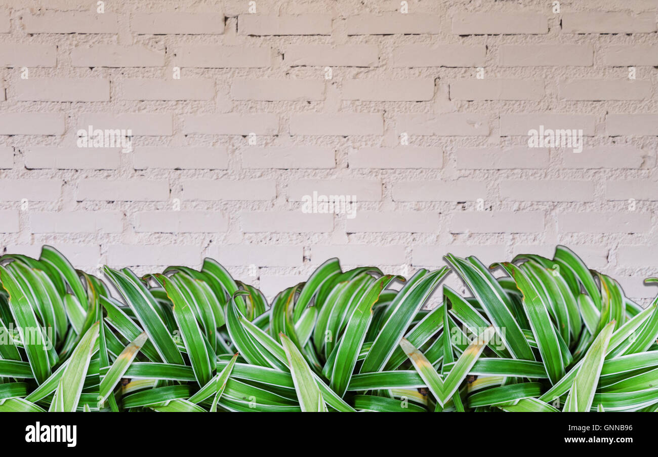 Green plant with white brick wall decorated in coffee shop Stock Photo ...