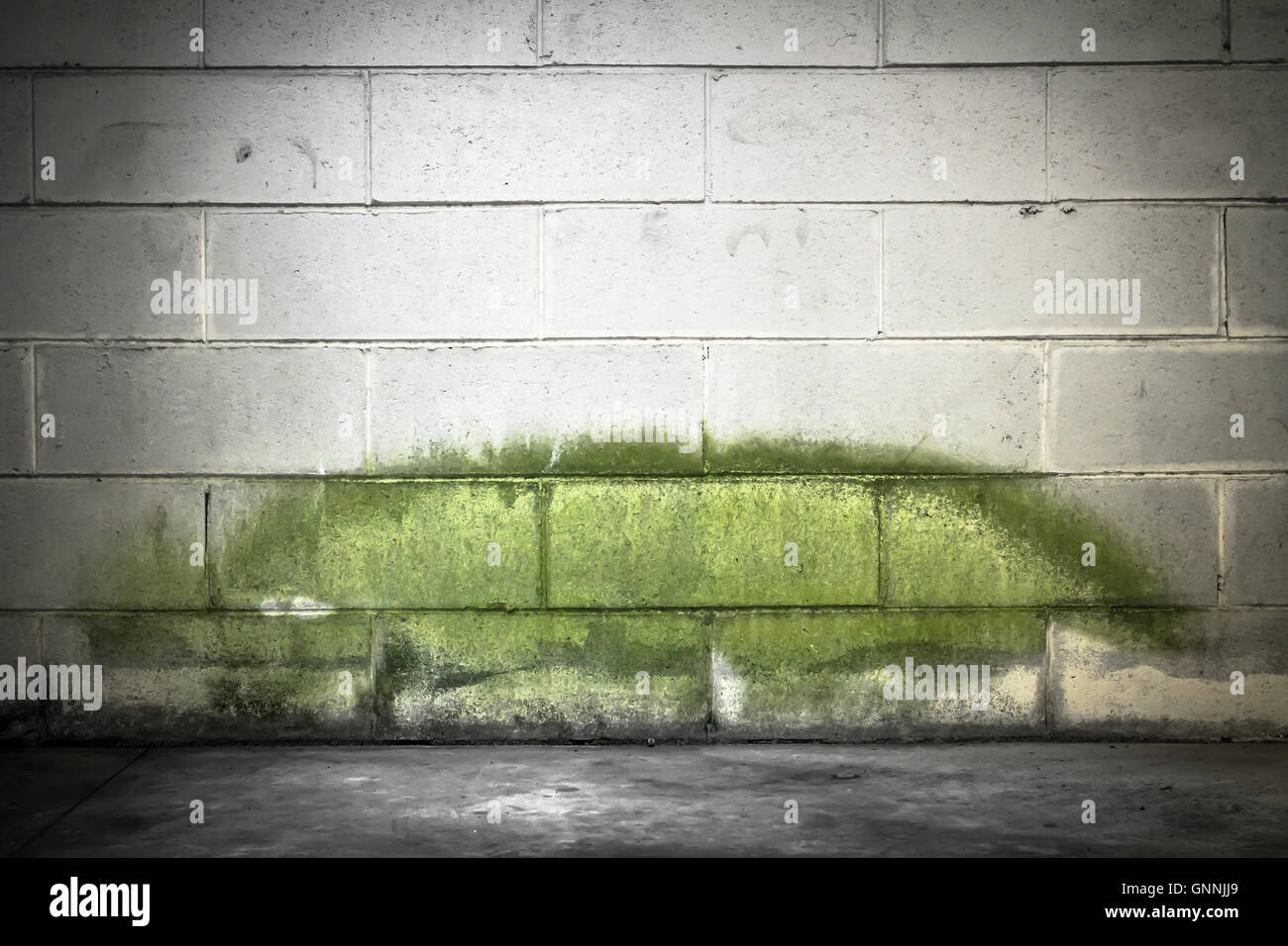 Underground Fungus Stock Photos & Underground Fungus Stock Images - Alamy
