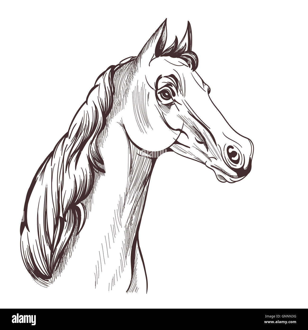 Continuous line drawing of horse head 6297470 Vector Art at Vecteezy