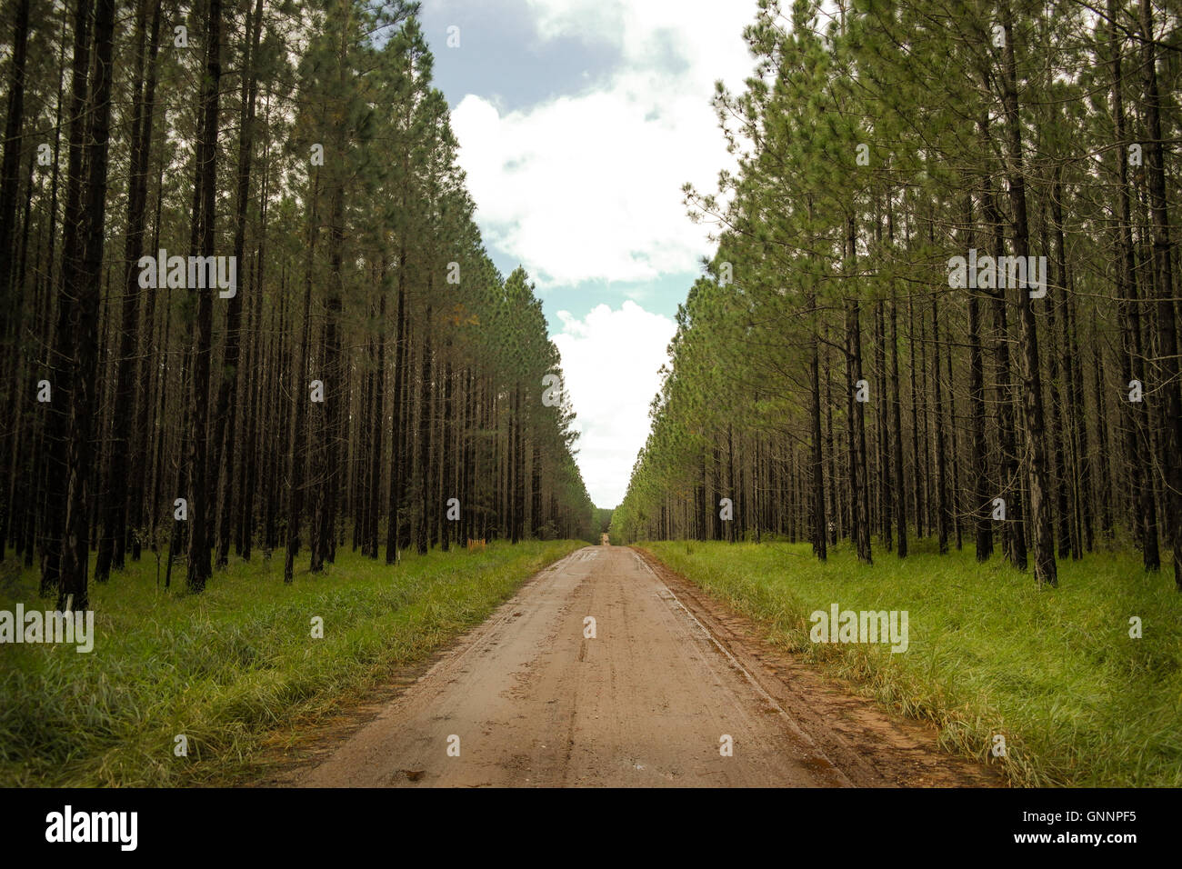 Pine tree plantation at toolara state forest Queensland Australia