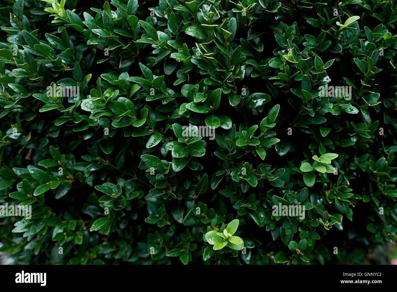Green leaf with water drop on background Stock Photo - Alamy