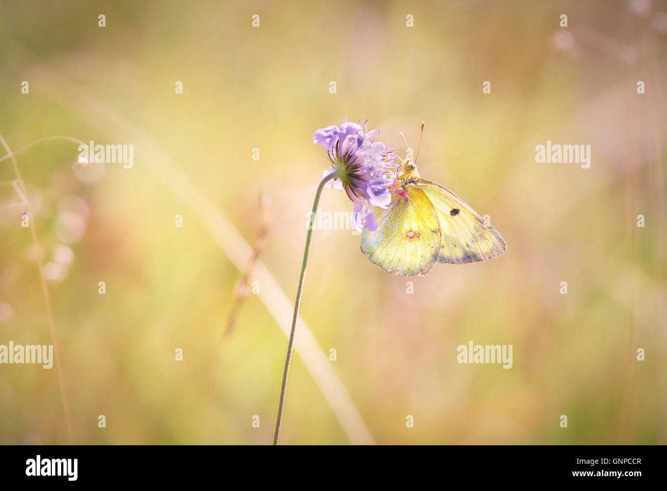 Butterfly on a meadow Stock Photo