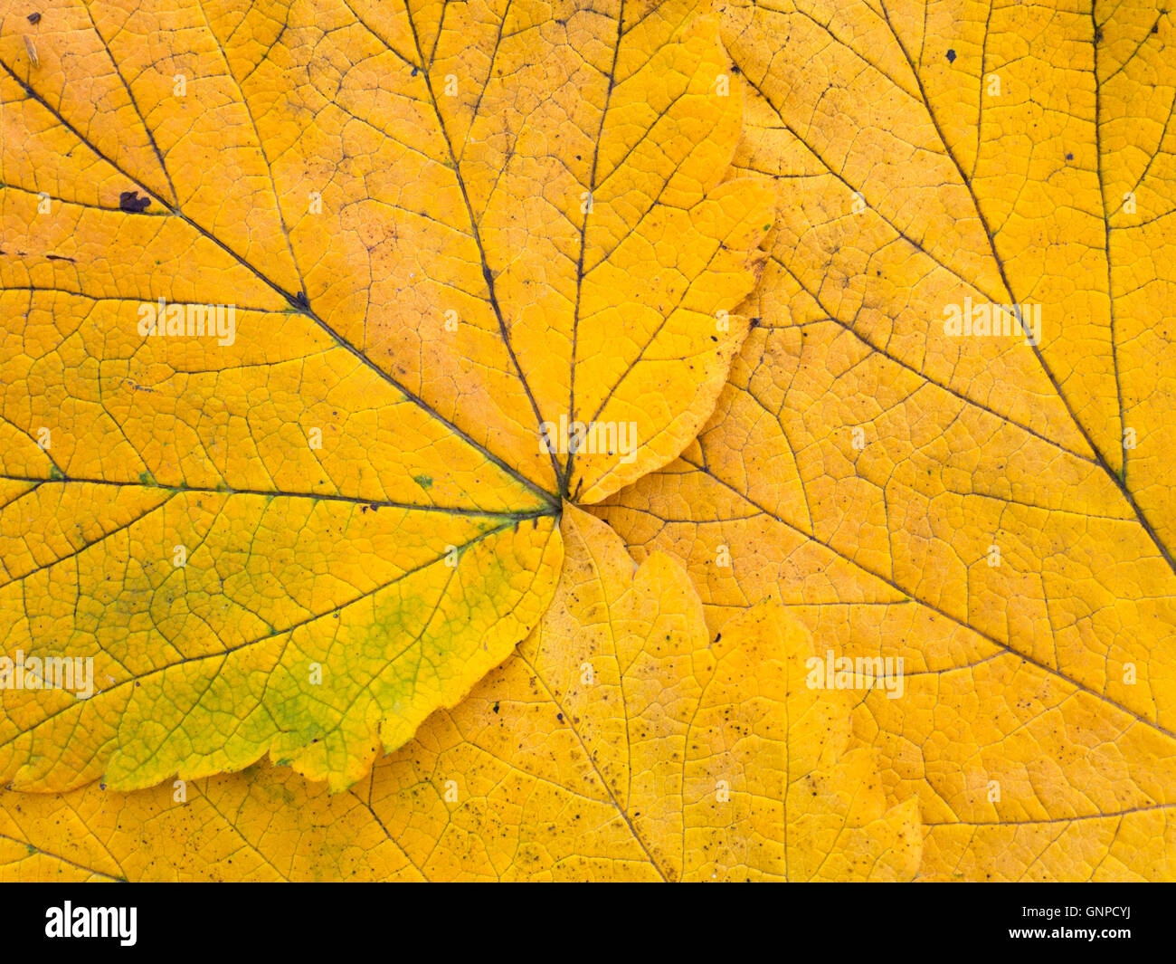 Bright yellow autumn leaves with veins closeup background Stock Photo