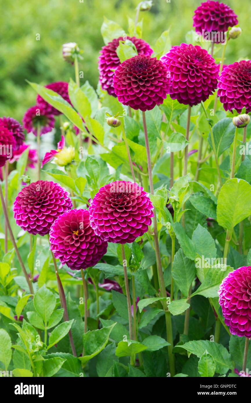 Velvet Flower High Resolution Stock Photography and Images Alamy