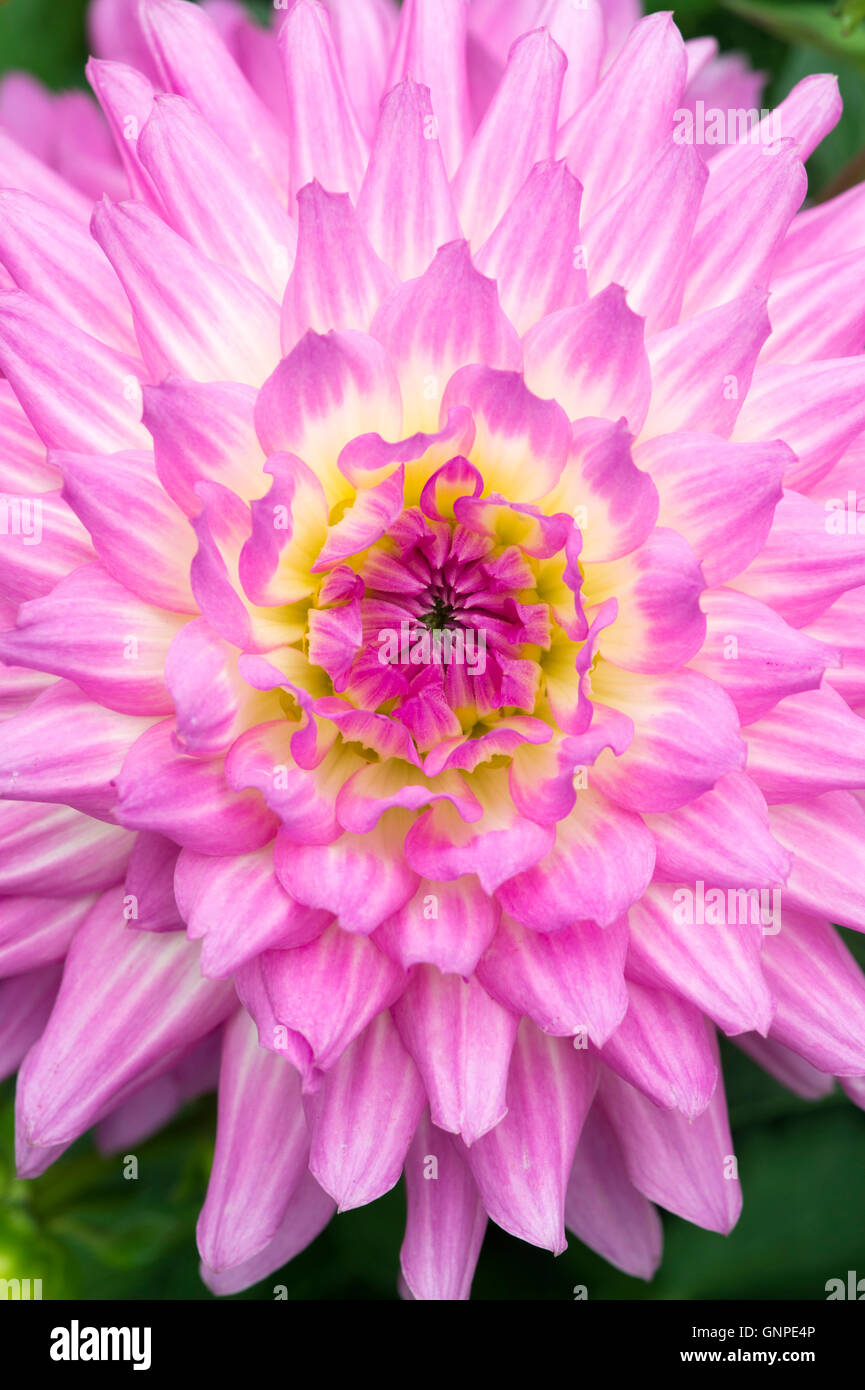 Dahlia 'Pink perfection' flower Stock Photo