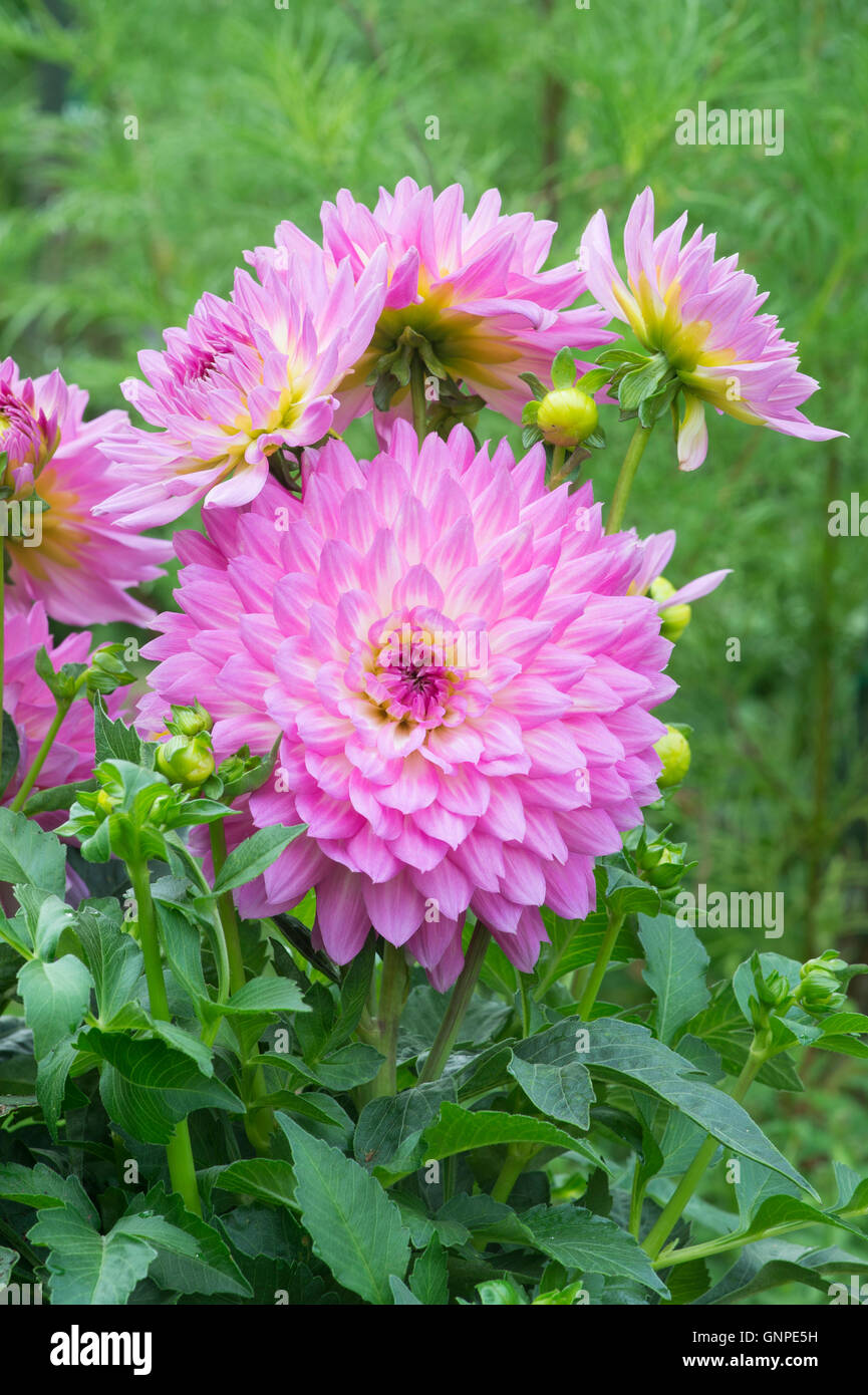 Dahlia 'Pink perfection' flowers Stock Photo