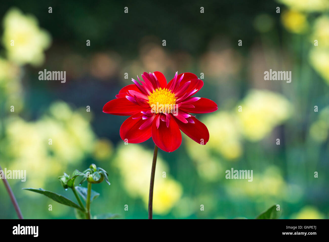Dahlia 'Trelyn crimson' flower. Collerette-flowered dahlia Stock Photo