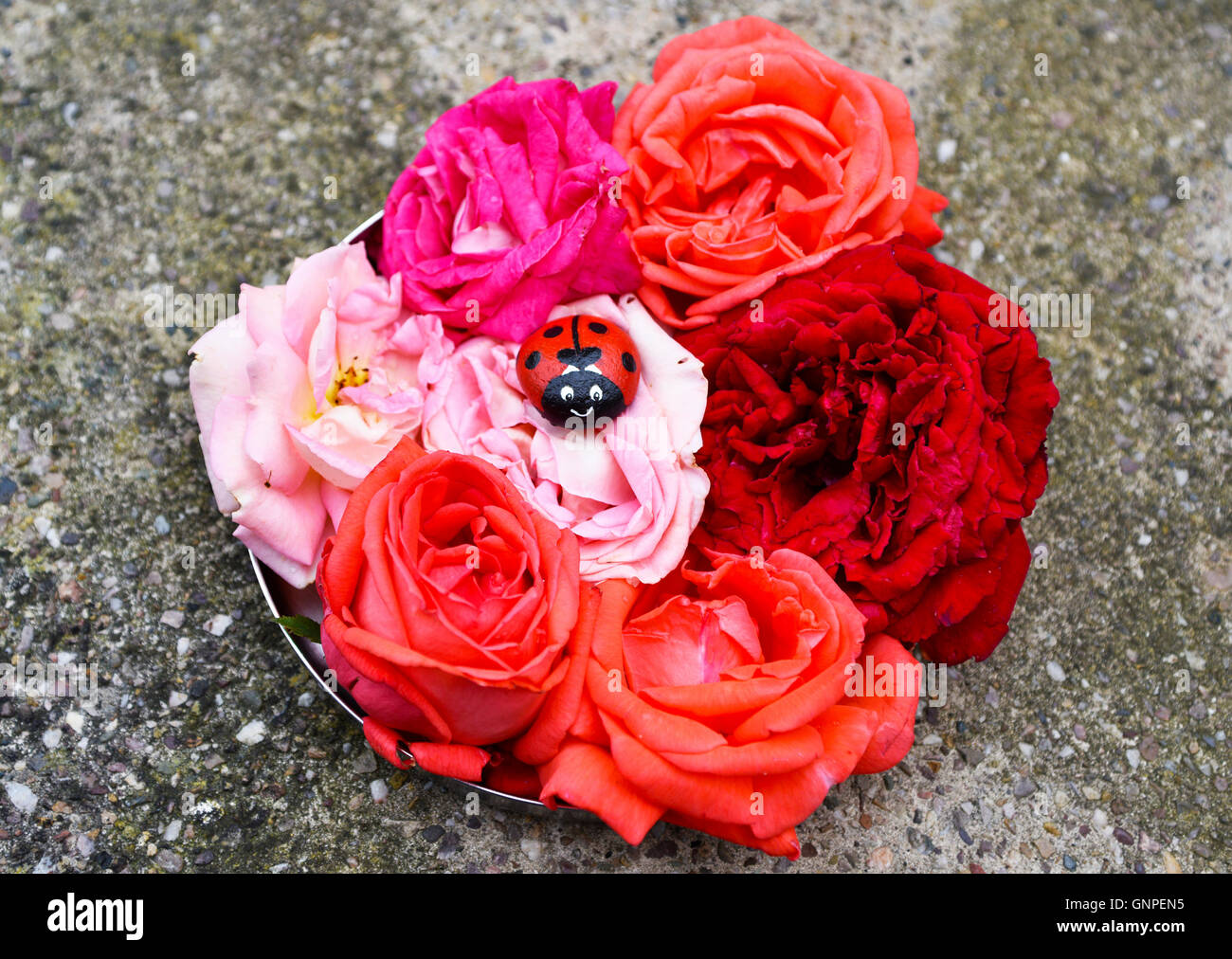 Hand Picked Roses Arrangement of a tray full of hand picked real roses in four colors ...