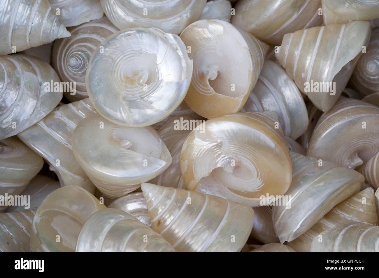 Silver Spiral Cut Troca Seashells Stock Photo