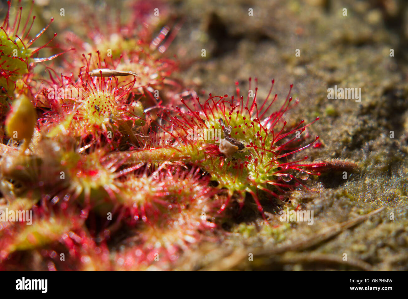 Tentacles of Round-leaved sundew or Common sundew (Drosera rotundifolia), with remainders of digested insects Stock Photo